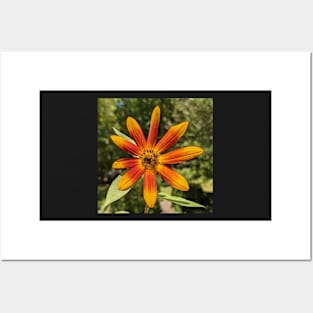 Orange Sunflower Photographic Image Posters and Art